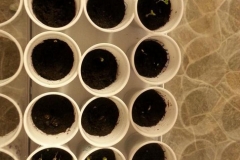 1920585_673057502750339_1520873492_n